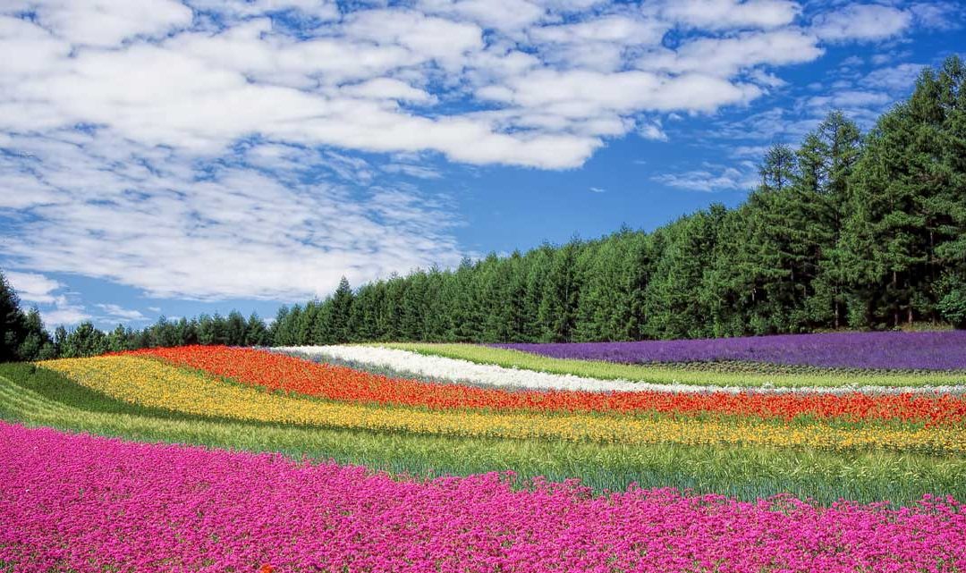 Ma i colori, cosa sono ?!