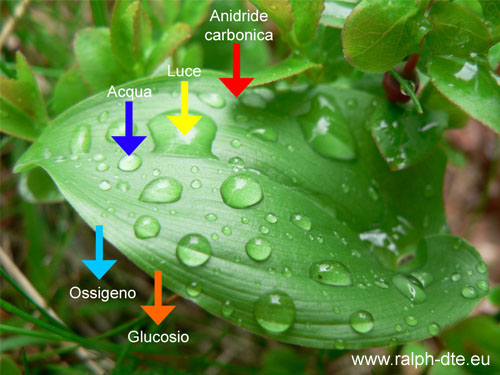 Schema semplificato della fotosintesi clorofilliana